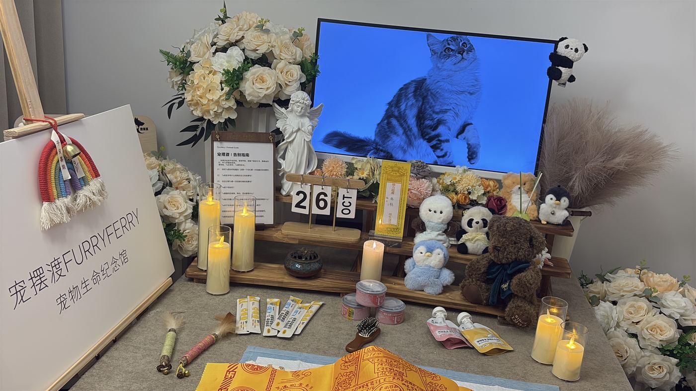 多猫家庭要注意什么